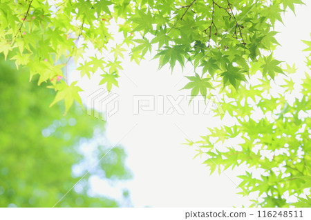 Fresh green maple tree [White background] [Sky background] 116248511