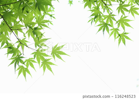 Green maple leaves [White background] [Green maple leaves] 116248523