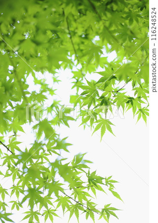 Green maple leaves [White background] [Green maple leaves] 116248524