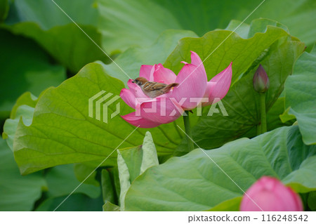Sparrow in lotus pond, lotus flower, sparrow Sparrow in lotus pond, lotus flower, sparrow 116248542