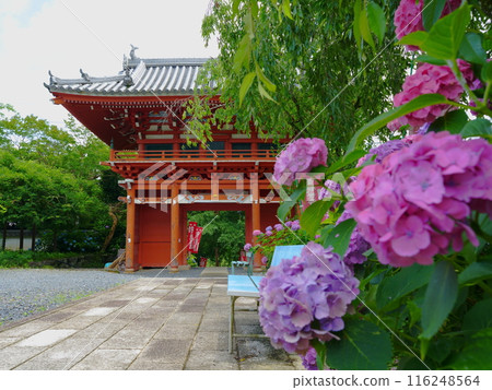The Niomon Gate and hydrangeas at Shoriji Temple The Niomon Gate and hydrangeas at Shoriji Temple 116248564
