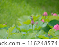 Lotus flower and sparrow 116248574