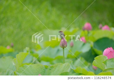 蓮花和麻雀 蓮花和麻雀 116248574