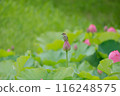 Lotus flower and sparrow 116248575
