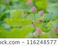 Lotus flower and sparrow 116248577