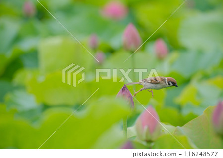 蓮花和麻雀 116248577