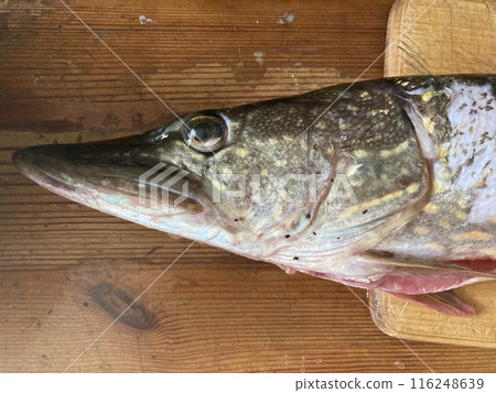 Cutting freshwater predatory fish pike 116248639