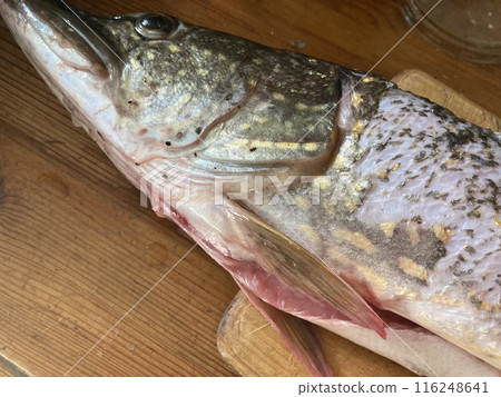 Cutting freshwater predatory fish pike Cutting freshwater predatory fish pike 116248641