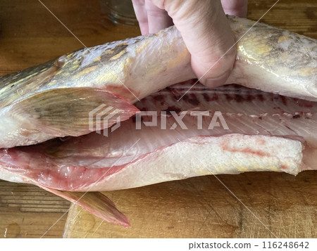 Cutting freshwater predatory fish pike 116248642