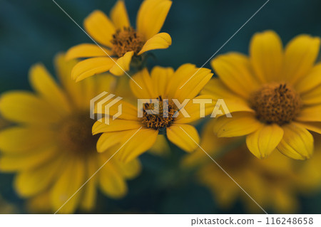 Mystical Marigold 116248658