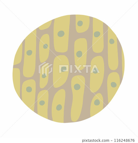 Vector isolated illustration of plant cell structure. 116248676