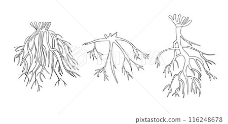 Vector isolated illustration of types of tree root systems. 116248678