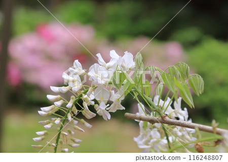 一座有紫藤花架的寺廟 一座有紫藤花架的寺廟 116248807