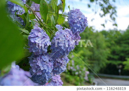 路邊和藍天上盛開的藍色繡球花 路邊和藍天上盛開的藍色繡球花 116248819