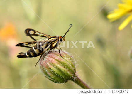 Insect Synanthedon conopiformis on a flower. Insect Synanthedon conopiformis on a flower. 116248842