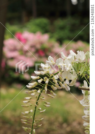Temple with wisteria trellis 116248881