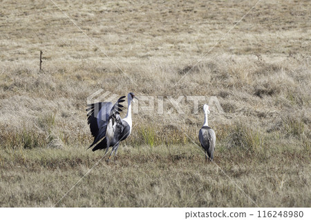 白頂鶴拍打翅膀 116248980
