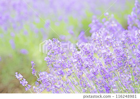 薰衣草花園 116248981