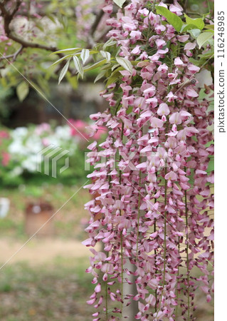 Temple with wisteria trellis 116248985