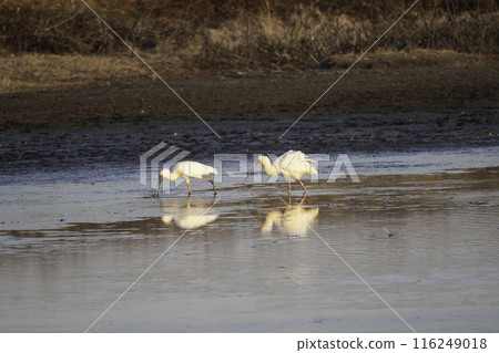 非洲琵鷺覓食 116249018