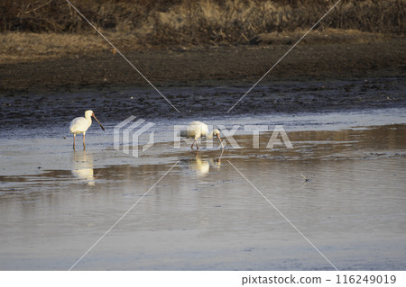 非洲琵鷺覓食 116249019