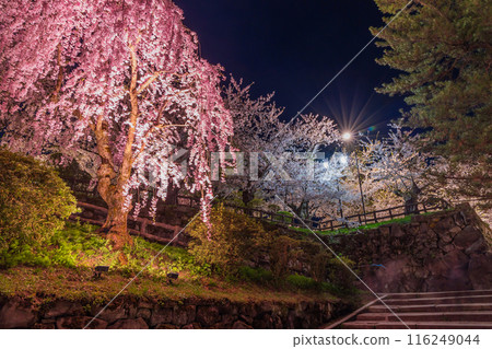 日本賞櫻名所100號選:青森弘前公園 夜間櫻花點燈 日本賞櫻名所100號選:青森弘前公園 夜間櫻花點燈 116249044