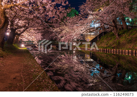 Top 100 Cherry Blossom Spots in Japan: Aomori, Hirosaki Park, Illuminated Cherry Blossoms at Night Top 100 Cherry Blossom Spots in Japan: Aomori, Hirosaki Park, Illuminated Cherry Blossoms at Night 116249073