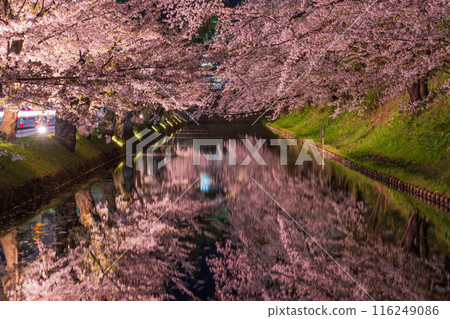 Top 100 Cherry Blossom Spots in Japan: Aomori, Hirosaki Park, Illuminated Cherry Blossoms at Night 116249086