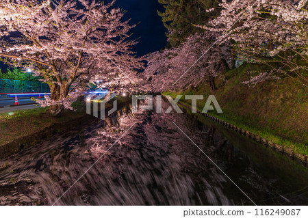 Top 100 Cherry Blossom Spots in Japan: Aomori, Hirosaki Park, Illuminated Cherry Blossoms at Night 116249087