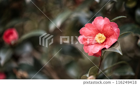 Red blurred flowers Red blurred flowers 116249418