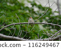 Sparrow young bird 116249467