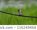 Sparrows on a rope 116249468