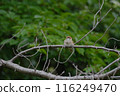 Sparrow Young bird 116249470