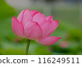 Lotus flower  116249511