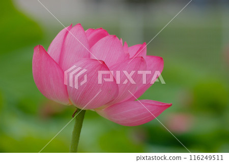蓮花 116249511