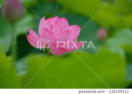 蓮花 蓮花 116249512