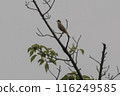Oriental reed warbler wild bird 116249585