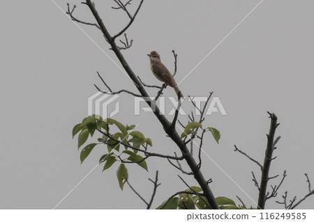 Oriental reed warbler wild bird Oriental reed warbler wild bird 116249585