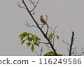 Oriental reed warbler wild bird 116249586