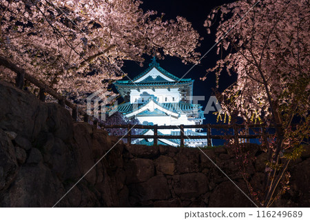 Top 100 Cherry Blossom Spots in Japan: Aomori, Hirosaki Park, Illuminated Cherry Blossoms at Night 116249689
