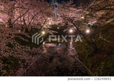 Top 100 Cherry Blossom Spots in Japan: Aomori, Hirosaki Park, Illuminated Cherry Blossoms at Night 116249691