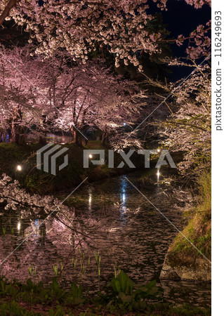 日本賞櫻名所100號選：青森弘前公園 夜間櫻花點燈 116249693