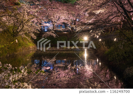 Top 100 Cherry Blossom Spots in Japan: Aomori, Hirosaki Park, Illuminated Cherry Blossoms at Night 116249700