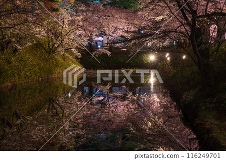 Top 100 Cherry Blossom Spots in Japan: Aomori, Hirosaki Park, Illuminated Cherry Blossoms at Night 116249701