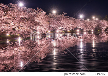 Top 100 Cherry Blossom Spots in Japan: Aomori, Hirosaki Park, Illuminated Cherry Blossoms at Night 116249707