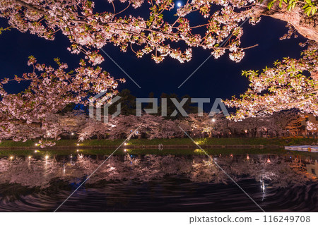 Top 100 Cherry Blossom Spots in Japan: Aomori, Hirosaki Park, Illuminated Cherry Blossoms at Night 116249708