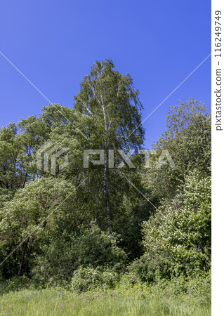deciduous trees in windy weather in swaying foliage 116249749