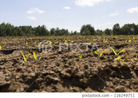 corn sprouts in sunny spring weather corn sprouts in sunny spring weather 116249751