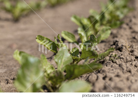 a field with white beetroot for the production of white beet sugar a field with white beetroot for the production of white beet sugar 116249754