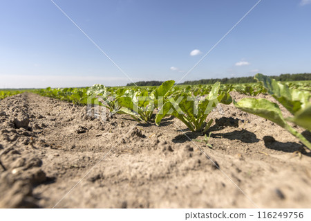 a field with white beetroot for the production of white beet sugar a field with white beetroot for the production of white beet sugar 116249756